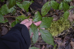 Euonymus leiophloeus