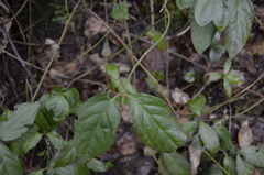 Euonymus leiophloeus