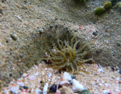Isoaulactinia stelloides