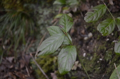 Euonymus leiophloeus