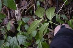 Euonymus leiophloeus