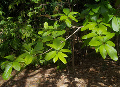 Sterculia shillinglawii