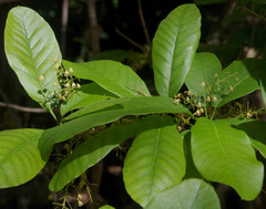 Sterculia shillinglawii