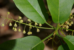 Sterculia shillinglawii