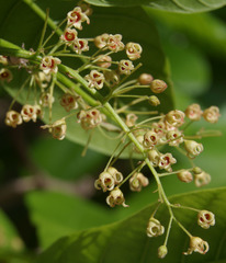 Sterculia shillinglawii