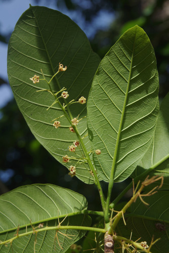 Sterculia conwentzii K.Schum. 4