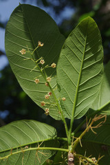 Sterculia shillinglawii
