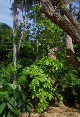 Sterculia shillinglawii