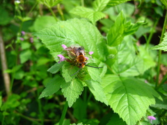 Eucera longicornis