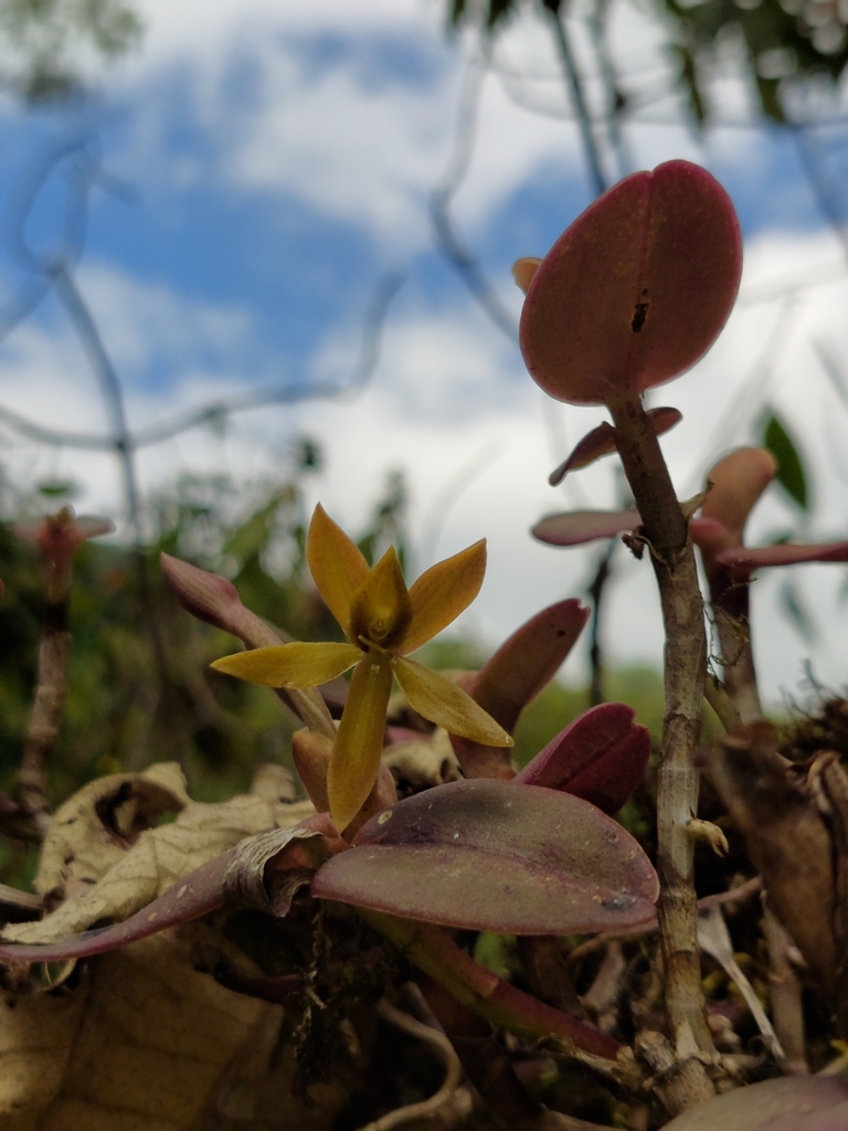 Epidendrum geminiflorum Kunth