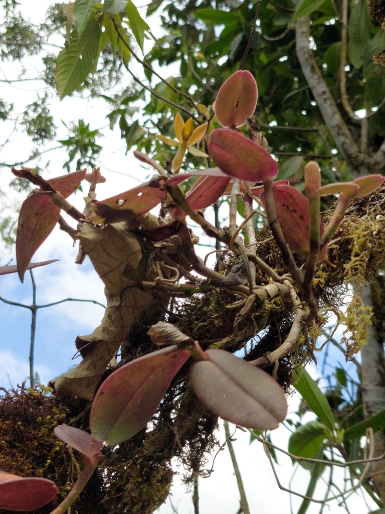 Epidendrum geminiflorum Kunth 2