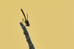 Ocyptamus fuscipennis