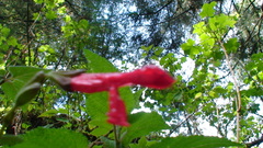 Salvia fulgens
