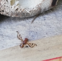 Xenopterella obliqua