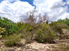 Hancornia speciosa