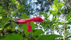 Salvia fulgens
