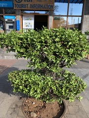 Senna pistaciifolia