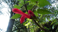 Salvia fulgens