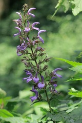 Brillantaisia cicatricosa