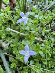 Oldenlandia salzmannii