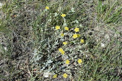 Potentilla effusa