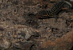 Lepidoblepharis heyerorum