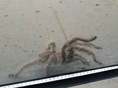 Grammostola rosea