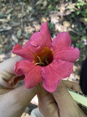 Amphilophium buccinatorium