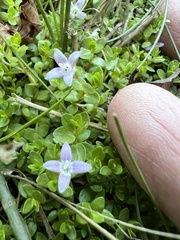 Oldenlandia salzmannii