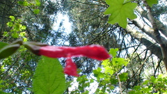 Salvia fulgens