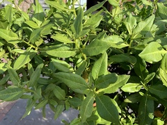Senna pistaciifolia