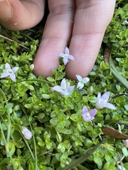 Oldenlandia salzmannii
