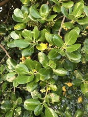 Coprosma repens