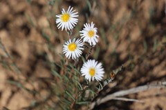 Brachyscome lineariloba