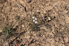 Brachyscome lineariloba