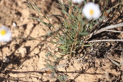 Brachyscome lineariloba