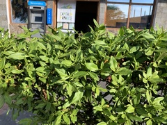 Senna pistaciifolia