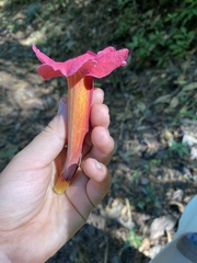 Amphilophium buccinatorium