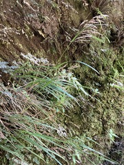 Poa anceps