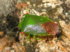 Acanthosoma labiduroides