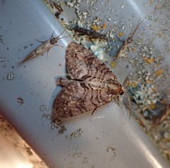 Pseudocoremia suavis