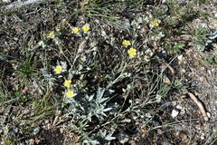 Potentilla effusa