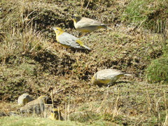 Sicalis uropygialis
