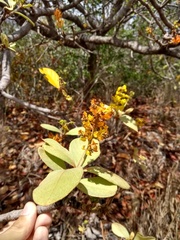 Byrsonima verbascifolia