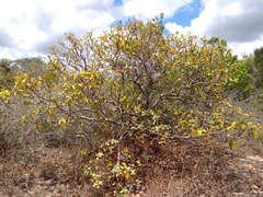 Byrsonima verbascifolia