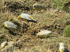 Sicalis uropygialis