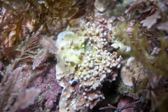 Phymatolithon repandum