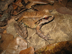Leptodactylus pentadactylus