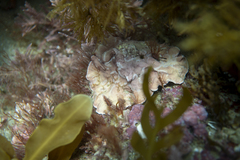 Phymatolithon repandum