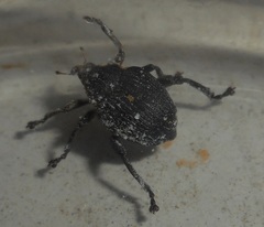 Mononychus punctumalbum